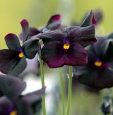 Attēlu rezultāti vaicājumam “Viola x williamsii”