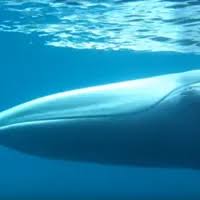 Image result for Balaenoptera omurai