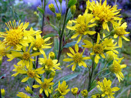 Image result for Solidago virgaurea