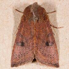 Attēlu rezultāti vaicājumam “Orthosia sp.”