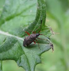 Attēlu rezultāti vaicājumam “Closterotomus biclavatus imago”