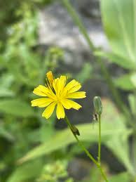 Attēlu rezultāti vaicājumam “Lapsana communis flower”