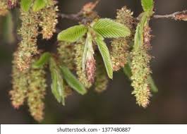 Attēlu rezultāti vaicājumam “Carpinus betulus female flower”