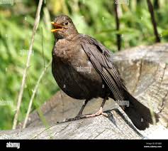 Attēlu rezultāti vaicājumam “Turdus merula female”