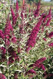 Image result for Buddleja davidii