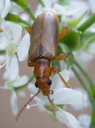 Attēlu rezultāti vaicājumam “Orsodacne cerasi”