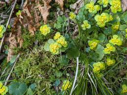 Attēlu rezultāti vaicājumam “Chrysosplenium alternifolium fruit”