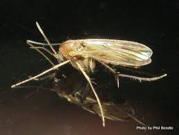 Attēlu rezultāti vaicājumam “Mycetophilidae”