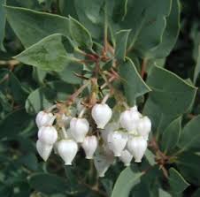 Attēlu rezultāti vaicājumam “Campanula rapunculoides bud”