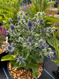 Image result for Eryngium `Blue Hobbit`