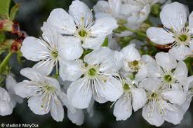 Attēlu rezultāti vaicājumam “Cerasus leaf”