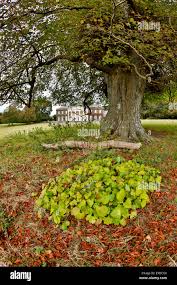 Attēlu rezultāti vaicājumam “Tilia x vulgaris”