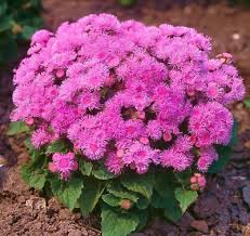 Image result for Ageratum mexicanum