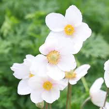 Attēlu rezultāti vaicājumam “Anemone sylvestris fruit”