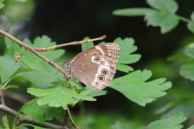 Attēlu rezultāti vaicājumam “Lopinga achine”