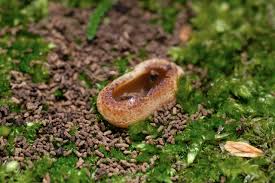 Attēlu rezultāti vaicājumam “Peziza vesiculosa”