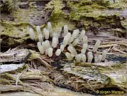 Attēlu rezultāti vaicājumam “Comatricha laxa”