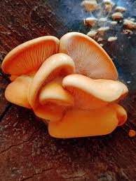 Attēlu rezultāti vaicājumam “Phyllotopsis nidulans”