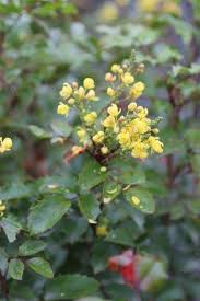 Attēlu rezultāti vaicājumam “Mahonia aquifolium”