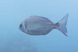 Image result for Spondyliosoma cantharus