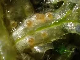 Attēlu rezultāti vaicājumam “Octosporella jungermanniarum”