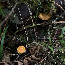 Attēlu rezultāti vaicājumam “Pholiota flammans”