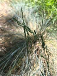 Attēlu rezultāti vaicājumam “Festuca ovina fruit”