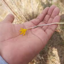 Attēlu rezultāti vaicājumam “Colchicum luteum flower”