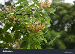 Attēlu rezultāti vaicājumam “Aesculus x hybrida fruit”