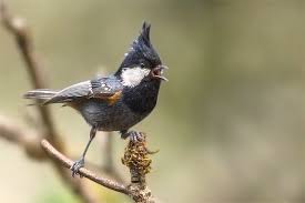 Attēlu rezultāti vaicājumam “Periparus ater”