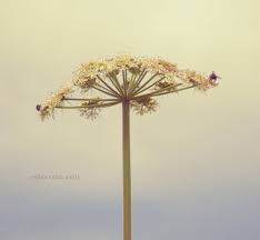 Attēlu rezultāti vaicājumam “Peucedanum palustre flower”