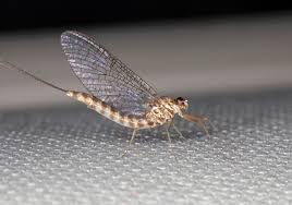 Attēlu rezultāti vaicājumam “Siphlonurus”