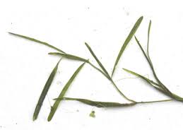 Attēlu rezultāti vaicājumam “Potamogeton compressus”