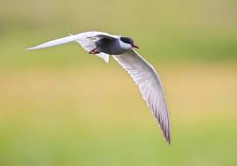 Attēlu rezultāti vaicājumam “Sterna”