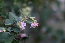 Attēlu rezultāti vaicājumam “Symphoricarpos albus flower”
