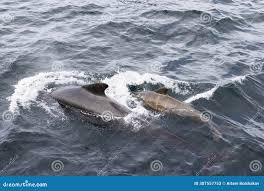 Image result for Globicephala melas