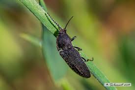 Attēlu rezultāti vaicājumam “Actenicerus sjaelandicus”