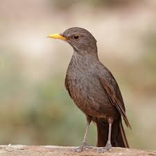 Attēlu rezultāti vaicājumam “Turdus merula male”