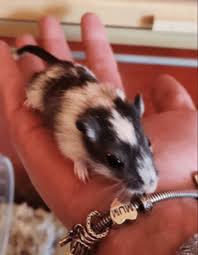 Image result for Gerbil