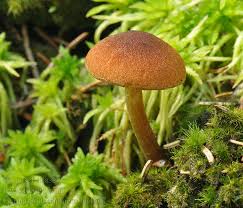 Attēlu rezultāti vaicājumam “Gymnopilus sapineus”