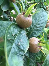 Attēlu rezultāti vaicājumam “Mespilus germanica leaf”