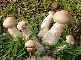 Image result for macrocybe titans