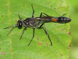 Attēlu rezultāti vaicājumam “Ammophila sp.”