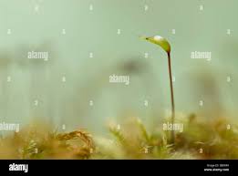 Attēlu rezultāti vaicājumam “Brachythecium rutabulum sporophyte”