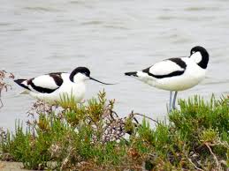 Image result for Recurvirostra avosetta