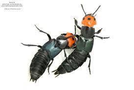 Attēlu rezultāti vaicājumam “Staphylinidae”