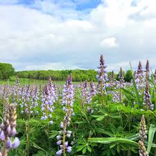 Attēlu rezultāti vaicājumam “Lupinus polyphyllus fruit”
