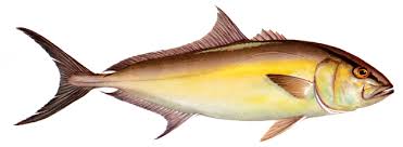 Image result for Calamus nodosus