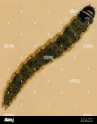 Attēlu rezultāti vaicājumam “Agonopterix heracliana”