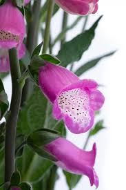 Attēlu rezultāti vaicājumam “Digitalis purpurea”